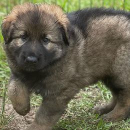Boy 1 - German Shepherd puppy in Salisbury Ctr, New York from Harris German Shepherds