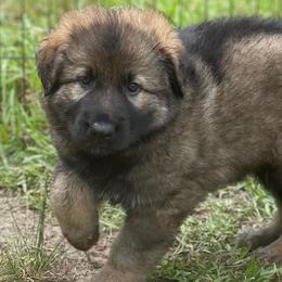 Boy 1 - German Shepherd puppy in Salisbury Ctr, New York from Harris German Shepherds
