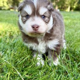 Danio - Chocolate male Pomsky puppy in Auburn, Washington from Periwinkle Pomskies