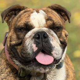 Bulldogs, Labrador Retrievers, and Rottweilers from Wright Way Retrievers