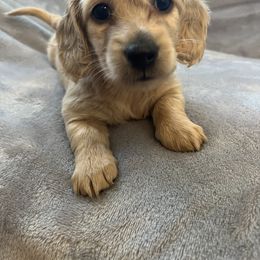 Dachshund Puppies from Honey Creek Dachshunds