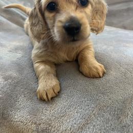 Dachshund Puppies from Honey Creek Dachshunds