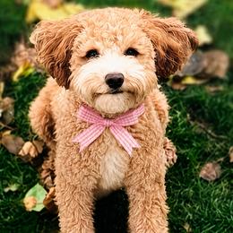 Goldendoodle All Grown Up from Perfect Puppy Doodles
