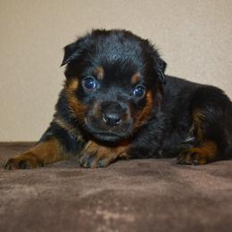 Girl 3 - Black and mahogany female Rottweiler puppy in Ethel, Washington from Titanenheim Rottweilers