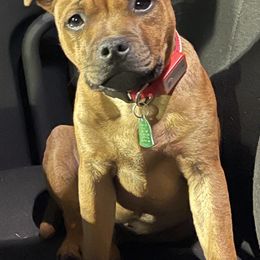 "Scooby Snack" - Red Staffordshire Bull Terrier puppy in Kentucky from Hunter's Staffordshire Bull Terriers