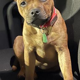 "Scooby Snack" - Red Staffordshire Bull Terrier puppy in Kentucky from Hunter's Staffordshire Bull Terriers