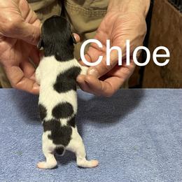 Chloe - White black and tan female Rat Terrier puppy in Gonzales, Texas from Sunshine Deckers