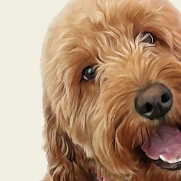 Goldendoodles from Harper Girl Doodles