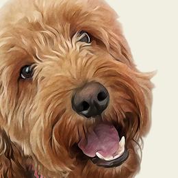 Goldendoodles from Harper Girl Doodles