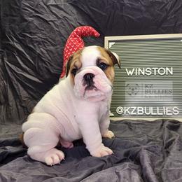 Winston - White male Bulldog puppy in Hillsdale County, Michigan from KZ Bullies LLC
