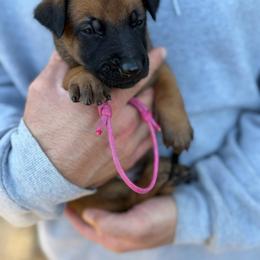 Cupid - Mahogany male Belgian Malinois puppy in Deerfield Beach, Florida from vd Hunde der neuen Äre