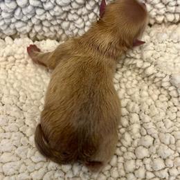 Light Lavender Girl - Lavender female Pomeranian puppy in Bentonville, Arkansas from Hummingbird & Fox