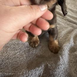 Girl 2 - Chocolate and tan female Dachshund puppy in Mount Pleasant, Texas from Swaffords Dachshund Kingdom