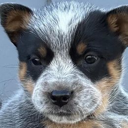 Australian Cattle Dog Puppies from McCalls Cattle Dogs