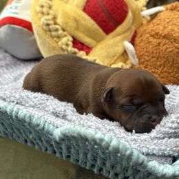 Helios - Fawn male Staffordshire Bull Terrier puppy in Houston, Texas from Breaking Bad Staffords