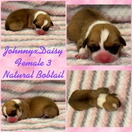 Pembroke Welsh Corgi Puppies from Rising JM Pembrokes