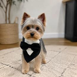 Tiny male - Black and tan male Yorkshire Terrier puppy in Madera, California from Precious Yorkies