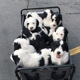 Old English Sheepdog and Sheepadoodle Puppies from Doodlefolk