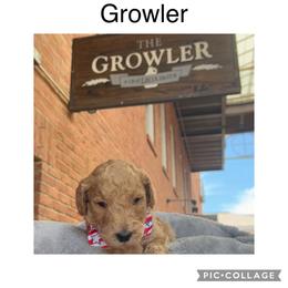 Goldendoodle Puppies from Quentin Brewer