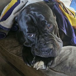 Duff - Cane Corso