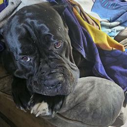 Duff - Cane Corso