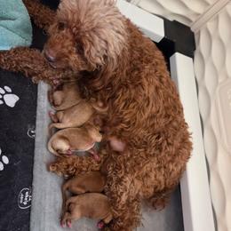 King - Red male Cavapoo puppy in Kingsville, Missouri from Echo Valley Cavapoos