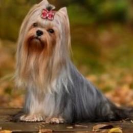 Reagan - Yorkshire Terrier