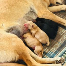 Black Male 1 - Black male Labrador Retriever puppy in Lyman, Nebraska from Ruzicka Family Labradors LLC