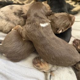 Girl 3 - Red tri-color female Australian Shepherd puppy in East Hartford, Connecticut from CT Aussies