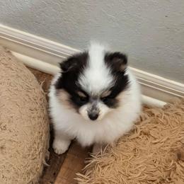 B - Black and tan parti male Pomeranian puppy in Cocoa, Florida from Pom Coast Pomeranians