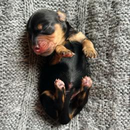 T-Bone.AKC.PRA-clear.3800 - Black and cream male Dachshund puppy in Dover, Oklahoma from Freckles and Furballs