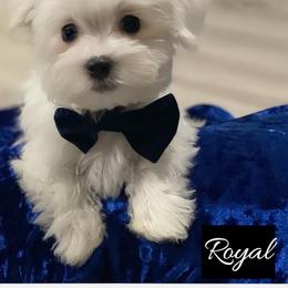 Maltese, Maltipoo, and Poodle Puppies from Healing Pawz LLC