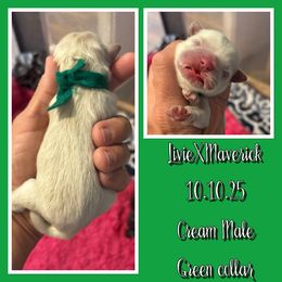 Green collar - Cream and white male Shih Tzu puppy in Kosciusko, Mississippi from The Dog House LLC