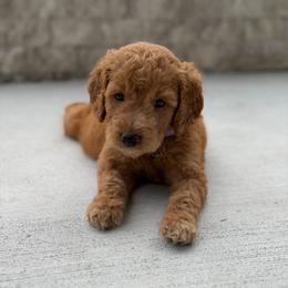 Lilac - Red  female Goldendoodle puppy in Spring, Texas from The Doodle Den