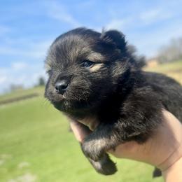 Wolf sable- Princess Peach - Wolf sable female Pomeranian puppy in Knoxville, Tennessee from Posh Parti Poms