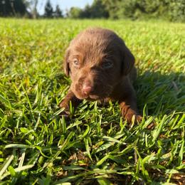 Roy - Chocolate male Labrador Retriever puppy in Carriere, Mississippi from Cajun Water Retrievers
