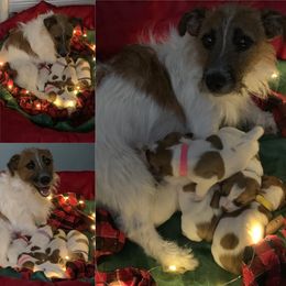 Great Dane and Russell Terrier Puppies from Claddagh Pastures
