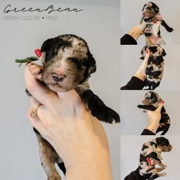 Green Bean - Merle male Sheepadoodle puppy in Republic, Missouri from DOOD & Co