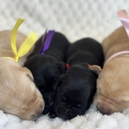 Golden Retriever and Labrador Retriever Puppies from Golden Bundles