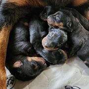 Beauceron Puppies from Highside