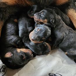 Beauceron Puppies from Highside