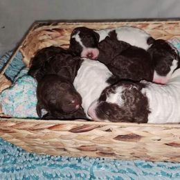 Goldendoodle Puppies from Lesia's Goldendoodles