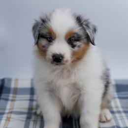 Champagne - Blue merle male Australian Shepherd puppy in Lakewood, California from Cloud Nine Kennel