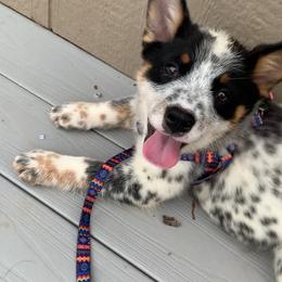 AKC Boy 1 Mississippi - Blue male Australian Cattle Dog puppy in Mc Comb, Mississippi from McCall's Mississippi AKC Blue Heelers Australian Cattle Dogs