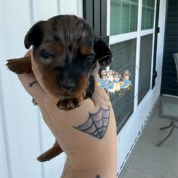 Poppy - Dapple female Dachshund puppy in Cave City, Kentucky from Mammoth Cave Dachshunds