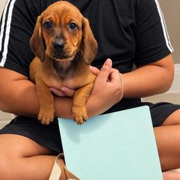 ButterCup - Red male Dachshund puppy in Altamonte Springs, Florida from Happy Tails Dachshunds