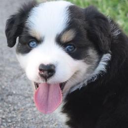 Girl 1 - Black tri-color female Australian Shepherd puppy in Nebraska from Our Barn Aussies