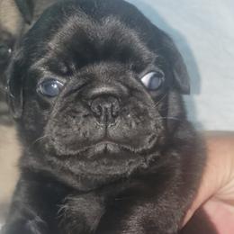 Boy 1 - Black male Pug puppy in Gadsden, Alabama from Carla's Pugs