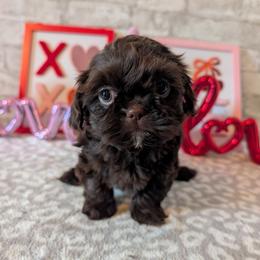 Maybel - Chocolate female Shih Tzu puppy in West Pawlet, Vermont from Morgan's Shih Tzus