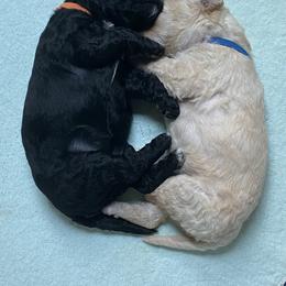 Double Doodle All Grown Up from Dream Doodles HTX